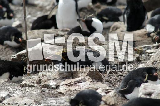 Goldschopfpinguin (01 von 19).jpg